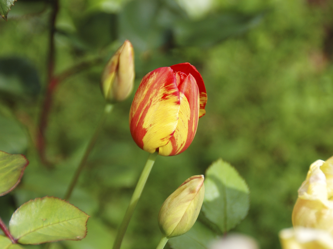 Schlüsseldienst Hohenzollernplatz